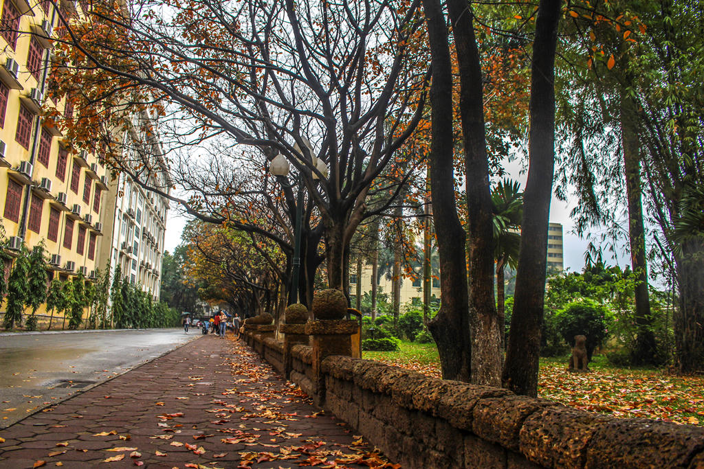 Giới trẻ nô nức check-in con đường lá vàng khuôn viên ĐH Sư Phạm